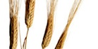 foodguide