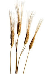 durum